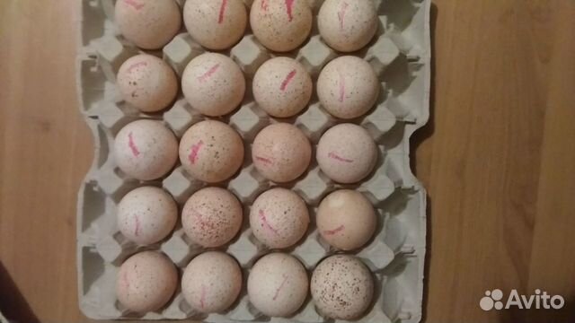 Инкубационное яйцо из Европы и России,Канады,Франц