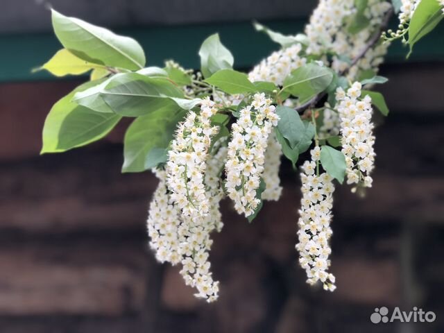 Черемуха виргинская, Айва яп., Лимонник Китайск