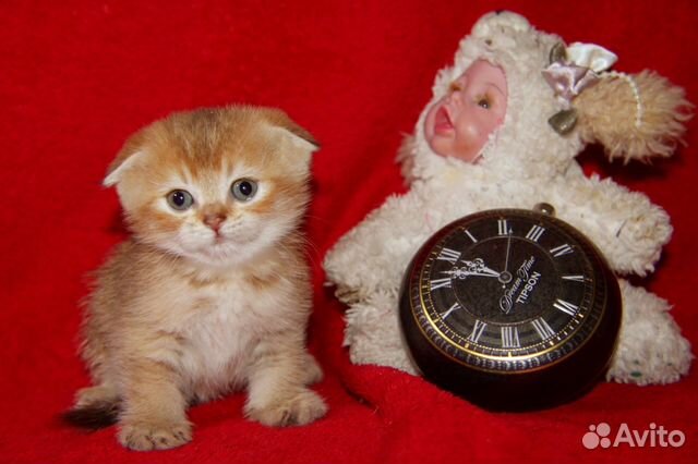 Вязка с Золотым тикированным котом купить на Зозу.ру - фотография № 3