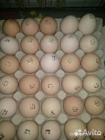 Продается инкубационное яйцо бройлера 45руб купить на Зозу.ру - фотография № 1