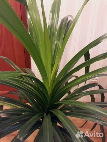 Комнатное растение