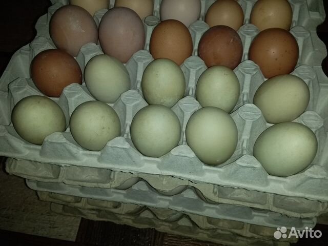 Инкубационное яйцо, Птица купить на Зозу.ру - фотография № 4