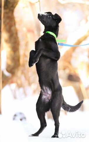 Черная красавица щенок Берта в добрые руки купить на Зозу.ру - фотография № 10