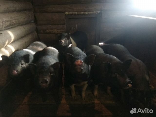 Домашние Поросята/ мясо свинины купить на Зозу.ру - фотография № 1