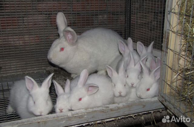 Кролики мясная порода фландр купить на Зозу.ру - фотография № 4