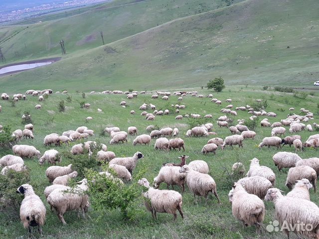 Овцы и Ягнята