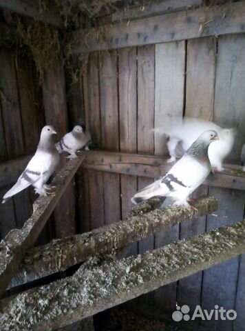Продажа голубей майкопских. Белые. Сизые. Светлые купить на Зозу.ру - фотография № 2