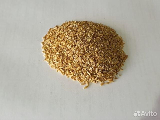 Голозёрный овес