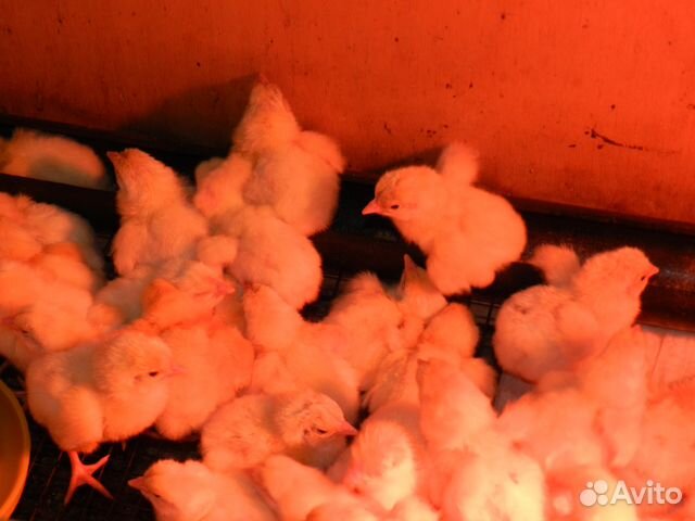 Индюки бройлер цыплята домашние купить на Зозу.ру - фотография № 3