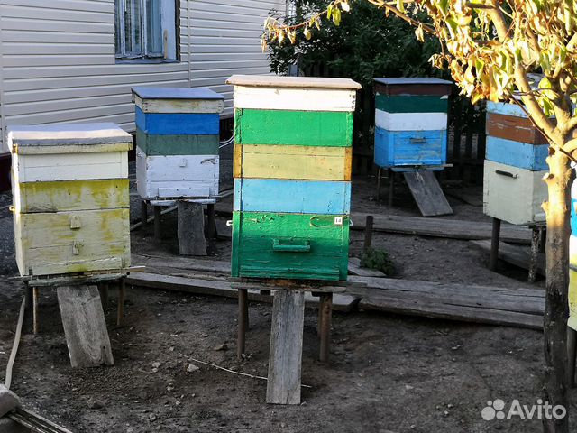 Пчёлы купить на Зозу.ру - фотография № 9
