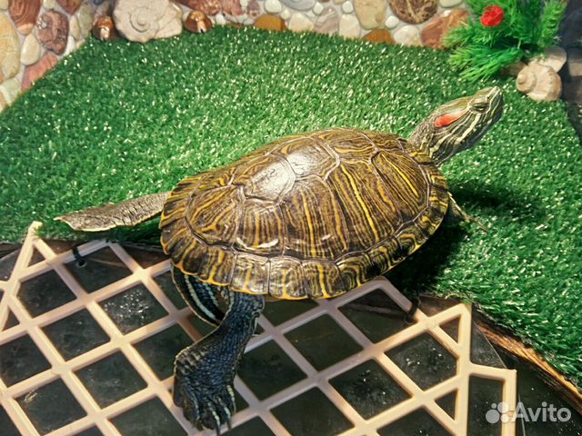Красноухие черепахи самцы купить на Зозу.ру - фотография № 4