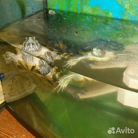 Черепахи краснаухие купить на Зозу.ру - фотография № 4