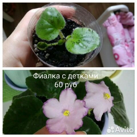 Фиалки сортовые,лист,детка Фиалки сортовые,лист,детка