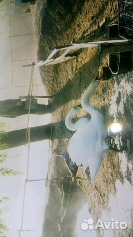 Лебедь, каюга карликовая изумрудная,кряква купить на Зозу.ру - фотография № 5