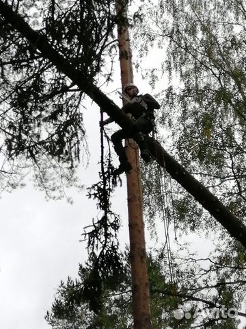 Удаление деревьев спил деревьев