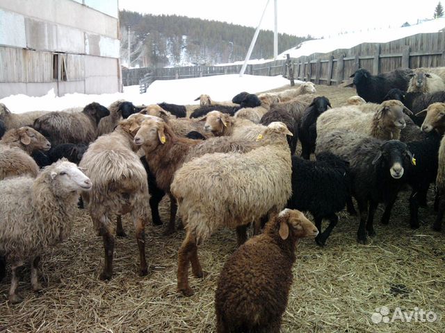 Овцы бараны козы купить на Зозу.ру - фотография № 1