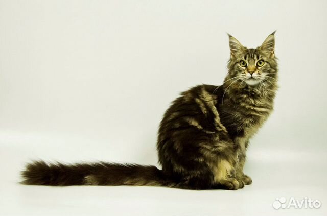 Мейн Кун котята купить на Зозу.ру - фотография № 6