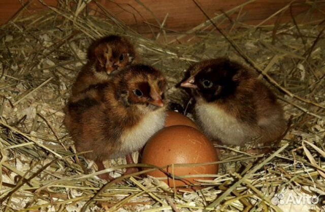 Яйцо и цыплята Барневельдер купить на Зозу.ру - фотография № 5