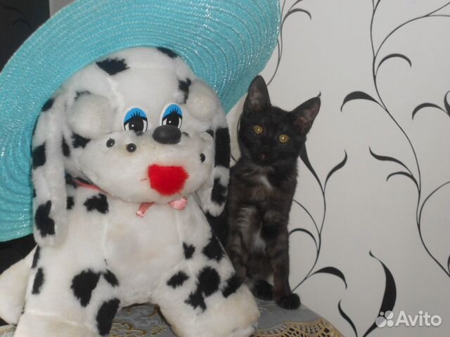 Кошка-доктор купить на Зозу.ру - фотография № 7
