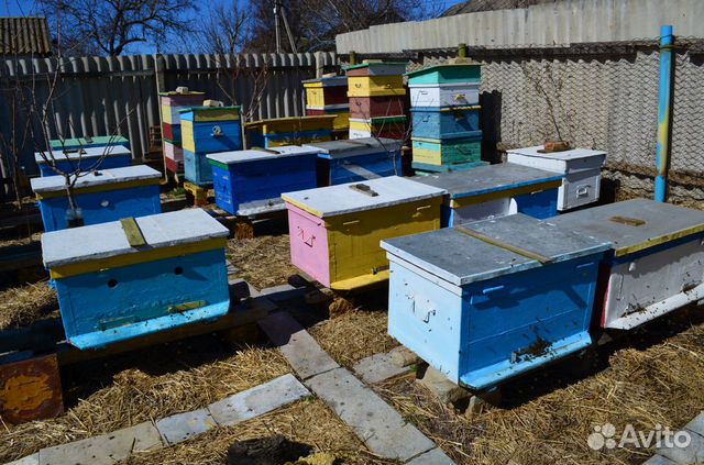 Продам 6 пчелосемей купить на Зозу.ру - фотография № 2