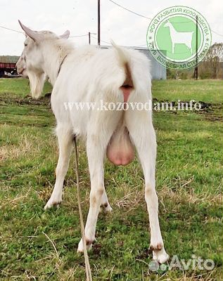 Племенной козел купить на Зозу.ру - фотография № 2