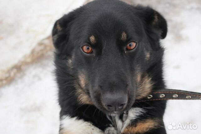 Собаки в частный сектор купить на Зозу.ру - фотография № 1