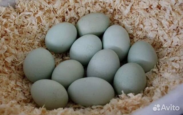 Яйца Араукана купить на Зозу.ру - фотография № 1