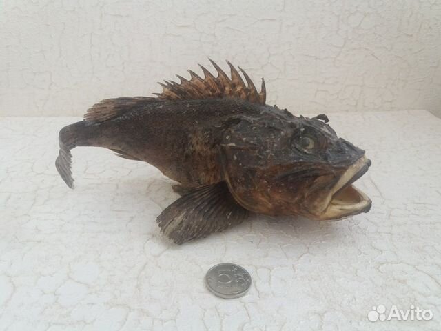 Рыба засушенная для декора купить на Зозу.ру - фотография № 2