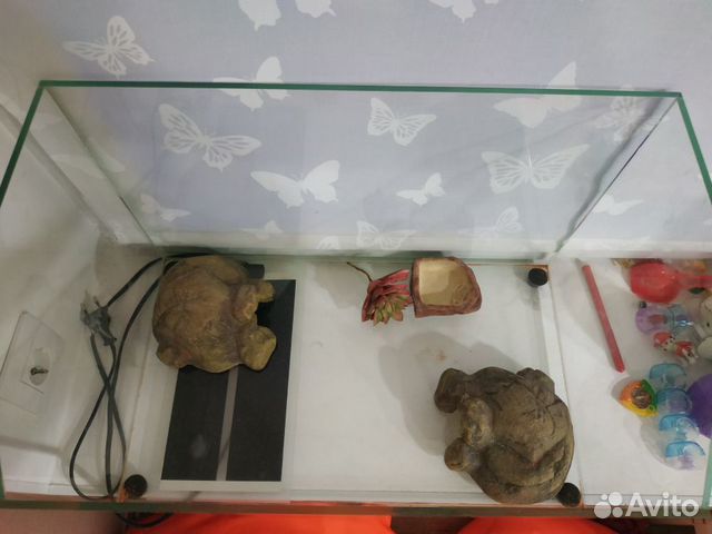 Стеклянный аквариум(террариум) Стеклянный аквариум(террариум)