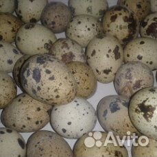 Перепела,яйцо перепелиное купить на Зозу.ру - фотография № 3