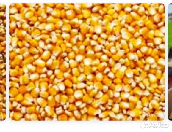 Продается кукуруза купить на Зозу.ру - фотография № 1