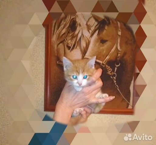 Замурчательный котенок ищет дом купить на Зозу.ру - фотография № 4