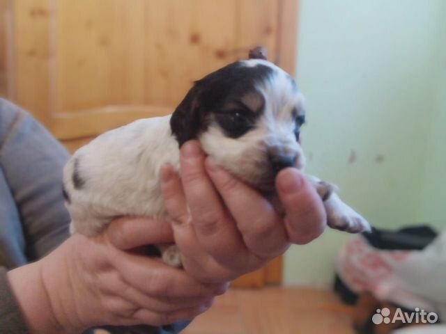 Готовятся к продаже щенки русской спаниели купить на Зозу.ру - фотография № 4
