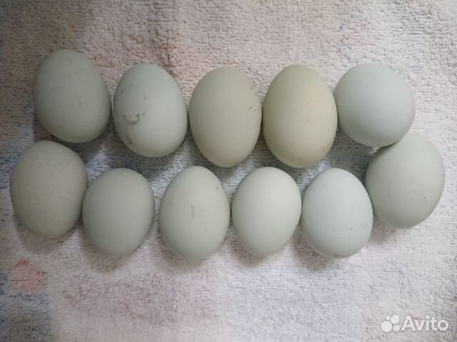Домашние диривенское инкубационное яйцо купить на Зозу.ру - фотография № 2