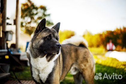 Кобель Американской Акиты - вязка