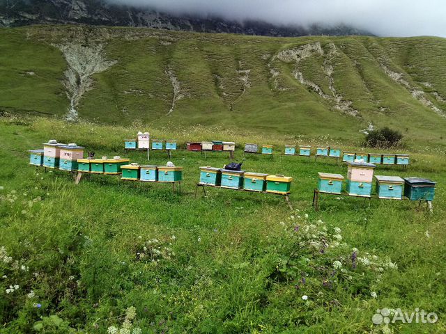 Пчелы.Пчелопакеты 3+1 на рамку дадан и 4+1 рутта купить на Зозу.ру - фотография № 6