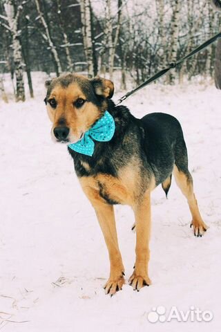Взрослый пёс из приюта в дар купить на Зозу.ру - фотография № 1