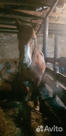 Лошадь тяжеловоз купить на Зозу.ру - фотография № 2