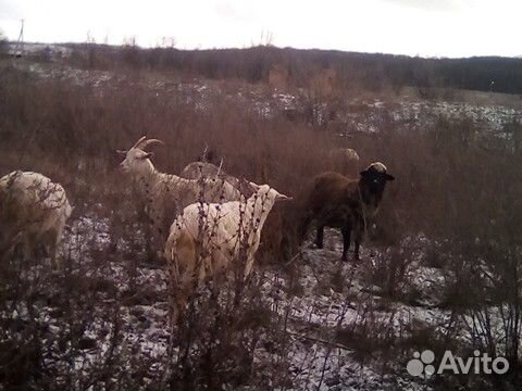 Козы покрытые и с козлятами и дойные купить на Зозу.ру - фотография № 2