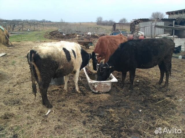 Продаю стельные коровы телки бычки купить на Зозу.ру - фотография № 6