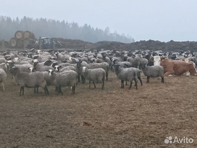 Продается Овцы барашки ярочки разного возроста купить на Зозу.ру - фотография № 1
