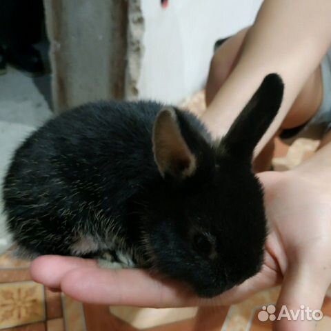 Продам декоративных кроликов купить на Зозу.ру - фотография № 2
