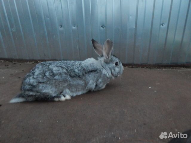 Кролика на обмен купить на Зозу.ру - фотография № 1