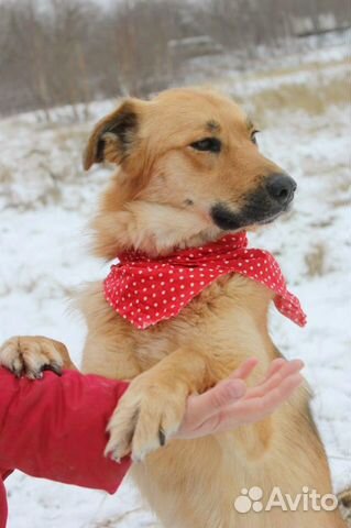 Красивая собака Лиза для квартиры в дар купить на Зозу.ру - фотография № 2