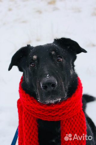 Отдам в хорошие руки, метис лабрадора