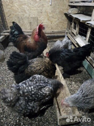 Инкубационное яйцо, цыплята, петушки купить на Зозу.ру - фотография № 6