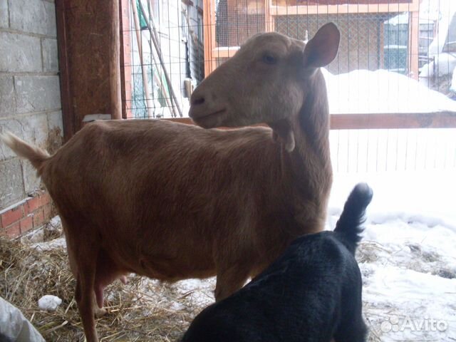 Козочка альпийка, дойные козы купить на Зозу.ру - фотография № 4