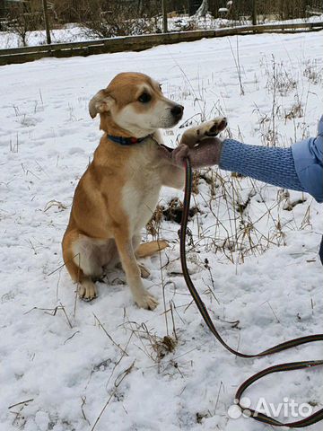 Собака щенок купить на Зозу.ру - фотография № 4