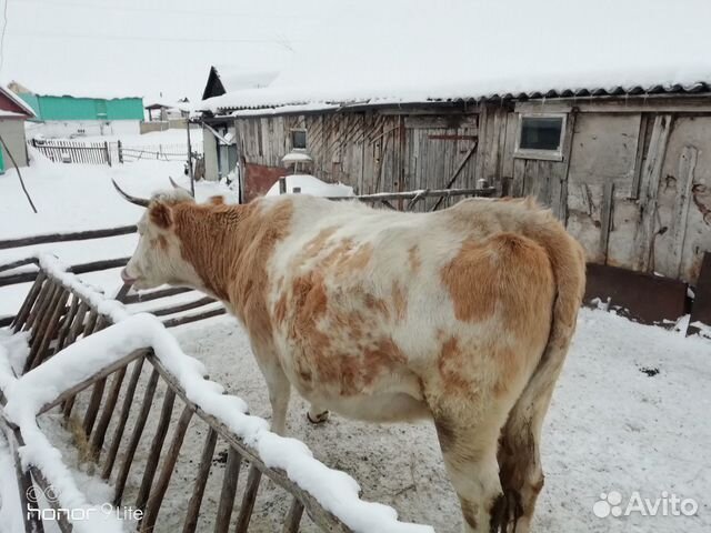 Корова стельная купить на Зозу.ру - фотография № 5