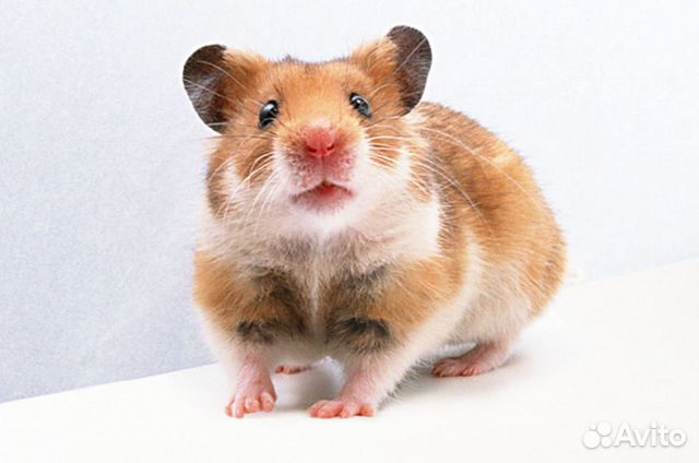 Передержка грызунов, морских свинок, кроликов